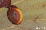 African moon moth (Argema mimosae)