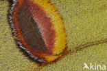 Komeetstaartmot (Argema mimosae)