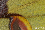African moon moth (Argema mimosae)