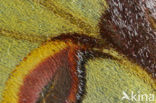 African moon moth (Argema mimosae)