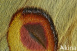 African moon moth (Argema mimosae)