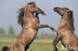 Konik horse (Equus spp)