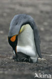 King penguin (Aptenodytes patagonicus)
