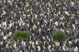 King penguin (Aptenodytes patagonicus)