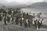 King penguin (Aptenodytes patagonicus)