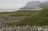 King penguin (Aptenodytes patagonicus)