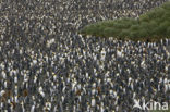 King penguin (Aptenodytes patagonicus)