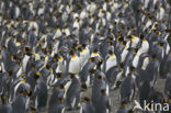 King penguin (Aptenodytes patagonicus)