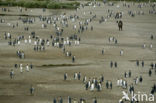 King penguin (Aptenodytes patagonicus)