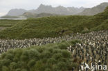 King penguin (Aptenodytes patagonicus)