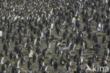 King penguin (Aptenodytes patagonicus)