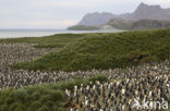 King penguin (Aptenodytes patagonicus)