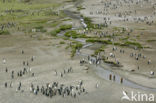 King penguin (Aptenodytes patagonicus)