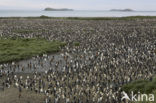 King penguin (Aptenodytes patagonicus)