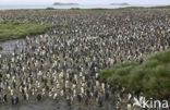 King penguin (Aptenodytes patagonicus)