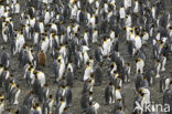 King penguin (Aptenodytes patagonicus)