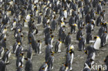 King penguin (Aptenodytes patagonicus)
