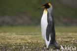 King penguin (Aptenodytes patagonicus)