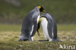 King penguin (Aptenodytes patagonicus)