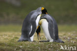 King penguin (Aptenodytes patagonicus)