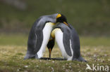 King penguin (Aptenodytes patagonicus)