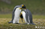 King penguin (Aptenodytes patagonicus)