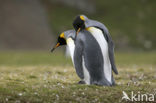 King penguin (Aptenodytes patagonicus)