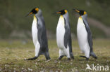 King penguin (Aptenodytes patagonicus)
