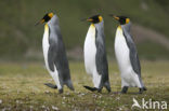 King penguin (Aptenodytes patagonicus)