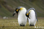 King penguin (Aptenodytes patagonicus)