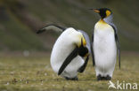 King penguin (Aptenodytes patagonicus)