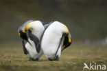 King penguin (Aptenodytes patagonicus)