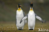 King penguin (Aptenodytes patagonicus)