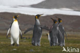 King penguin (Aptenodytes patagonicus)