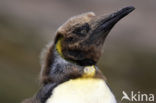 King penguin (Aptenodytes patagonicus)