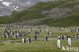 King penguin (Aptenodytes patagonicus)