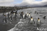 King penguin (Aptenodytes patagonicus)