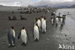 King penguin (Aptenodytes patagonicus)