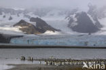 King penguin (Aptenodytes patagonicus)