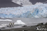 King penguin (Aptenodytes patagonicus)