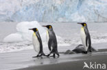 King penguin (Aptenodytes patagonicus)