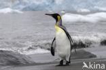 King penguin (Aptenodytes patagonicus)