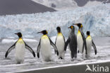 King penguin (Aptenodytes patagonicus)