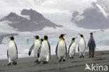 King penguin (Aptenodytes patagonicus)