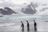 King penguin (Aptenodytes patagonicus)