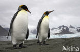 King penguin (Aptenodytes patagonicus)