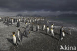 King penguin (Aptenodytes patagonicus)