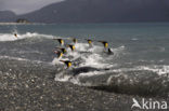 King penguin (Aptenodytes patagonicus)