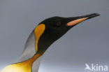 Koningspinguin (Aptenodytes patagonicus)