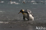 King penguin (Aptenodytes patagonicus)